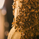 Illustration for article titled Concrete-Printing Bees And Other Living 3D Printers